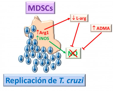 Modelo para explicar la inhibición de iNOS en MDSCs durante la infección por Trypanosoma cruzi. La elevada expresión de Arg1 en MDSCs produce la depleción de L-arg que junto con elevados niveles de ADMA (inhibidor de la iNOS) impiden la síntesis de NO, necesario para el control de la replicación del parásito. / UAM-CSIC