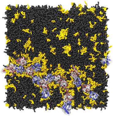 Foto final, es decir, 250 microsegundos de una simulación de la dopamina D2 y los receptores A2A de adenosina en una membrana neuronal rica en lípidos poliinsaturados. / Ramon Guixà y Jana Selent