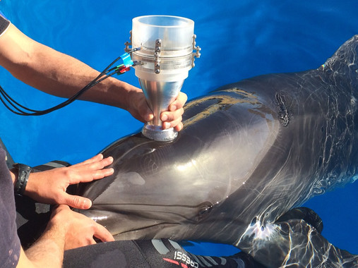 <p>El trabajo ha estudiado la mecánica pulmonar en animales de acuarios en todo el mundo, como delfines o belugas, entrenados para colaborar con los investigadores / Fundación Oceanogràfic </p>
