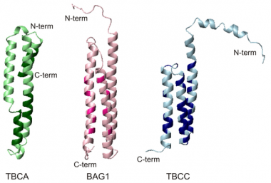<p>Proteína TBCC. Imagen: Plos One</p>