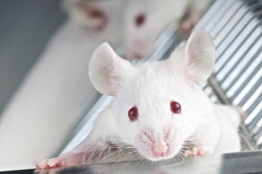 <p>Tras el tratamiento, los roedores mostraron una apariencia más sana y una cantidad reducida de inflamación en el tejido graso, muscular y renal. / Fotolia</p>