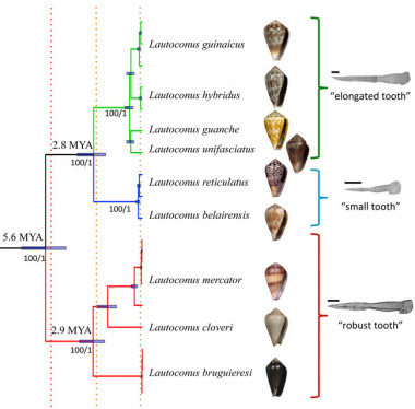 <p>Relaciones de parentesco de las especies estudiadas que, tras los análisis genéticos, han pasado de 15 a 12 (8 aquí representadas). A la derecha aparece el detalle de las diferentes rádulas (dentadura de algunos moluscos que en los conos han evolucionado en arpones) en función del grupo de especies. A la izquierda se muestra la separación en millones de años de los principales linajes / Rafael Zardoya </p>