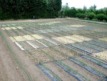Se investigan alternativas biodegradables y económicas al uso del  polietileno en la agricultura