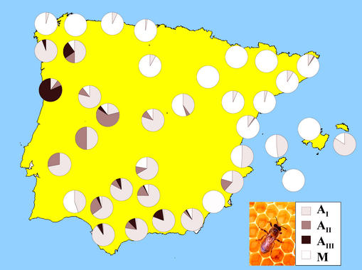 <p><a href="http://www.agenciasinc.es/imagenes/inicio/(imagen)/1973" target="_self">Mapa genético de la abeja doméstica</a> (<em>Apis mellifera iberiensis</em>) en la Península Ibérica.</p>