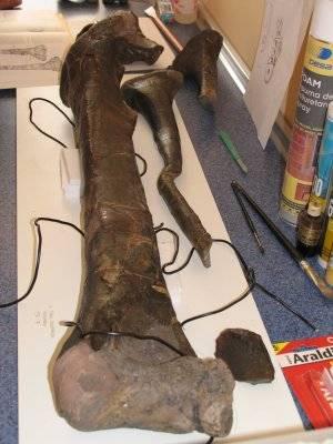 Se presenta por primera vez la pata de un dinosaurio Baryonyx de hace 120 millones de años