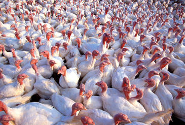 Secuencian la mayor parte del genoma del pavo