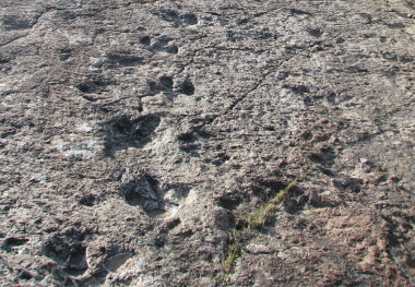 <p>Icnitas analizadas en el yacimiento de El Barranco de la Canal, en La Rioja. / Novella Razzolini (ICP)</p>