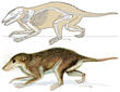 Un ancestro de los mamíferos aporta claves sobre la evolución del oído medio en animales actuales