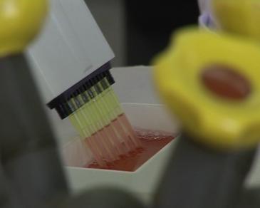 Un compuesto de la aceituna evita el crecimiento de células cancerígenas y previene su aparición