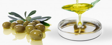<p>Un compuesto obtenido de la hoja de olivo es capaz de activar rutas moleculares importantes para la migración de las células del borde de una herida y acelerar su cierre. / UMU</p>