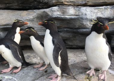 <p>El corto 3D 360º permite que al espectador ver la escena con mayor profundidad. / BirdLife International</p>
