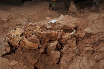 Un cráneo completo de oso de casi un millón de años de antigüedad aparece en Atapuerca