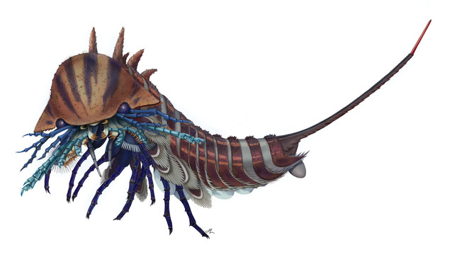 <p>Reconstrucción artística de <em>Habelia optata</em> / Royal Ontario Museum</p>