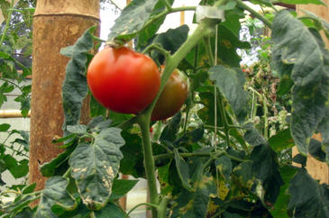 Un hongo mejora el desarrollo de tomates y pepinos