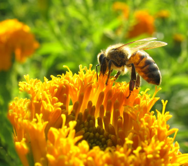 <p>Las abejas son claves en la preservación de la biodiversidad por su labor polinizadora. / Wikipedia</p>