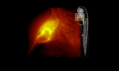 Imagen obtenida con el Qls-Scope del corazón de un pez cebra.  / 4DNature