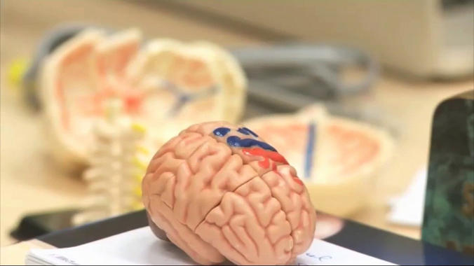 <p>El sistema se podrá utilizar en investigación y docencia. / Brain Dynamics</p>