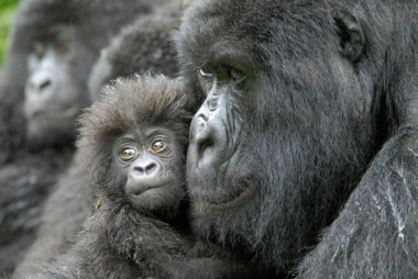 Una hembra de gorila junto a su cría de cuatro meses en la República Democrática del Congo. / Conservation International | Russell A. Mittermeier