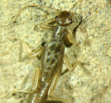 Un nuevo insecto esperaba en las Islas Baleares