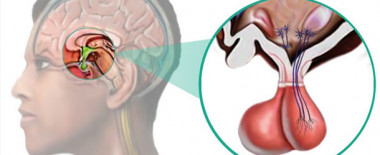 <p>El hipotálamo es una glándula hormonal situada en el centro del cerebro, que controla y regula cada glándula y a la vez cada una de las funciones del organismo. / Marceflore / Wikimedia Commons CC</p>