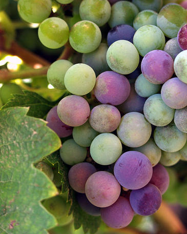 Un nuevo sistema permitirá controlar la fermentación del vino