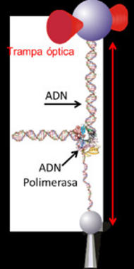 <p>Molécula de ADN inmovilizada entre dos microesferas. Imagen: Borja Ibarra.</p>