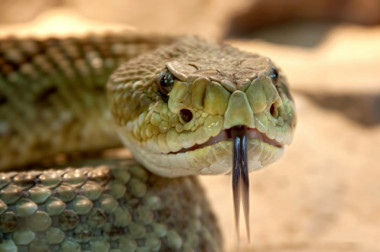 <p>Serpiente cascabel. / UPF</p>