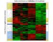 Un proyecto bioinformático busca los genes causales en adenocarcinomas