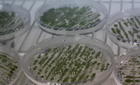 Placas en las que los científicos del Ciale realizan experimentos con los vegetales