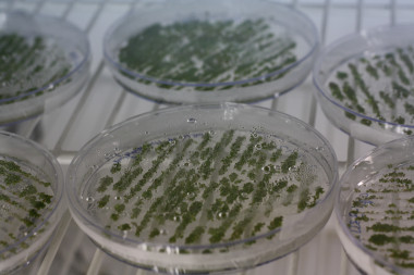 <p>Placas en las que los científicos del Ciale realizan experimentos con los vegetales. Imagen: DiCYT.</p>