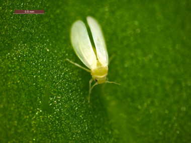 <p>Su peligro potencial se centra, en parte, en la succión de la savia de la planta y en los numerosos virus que es capaz de adquirir y transmitir. Imagen: JIC.</p>