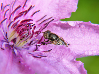 <p>La utilización masiva de pesticidas está relacionada con la desaparición de colonias de abejas. / Fundación Descubre</p>