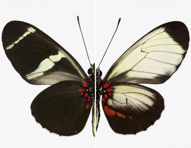 <p>Patrones de alas de una mariposa Sara Longwing normal (izquierda) comparada con una mariposa mutante generada con CRISPR (derecha) en l Instituto Smithsonian de Investigaciones Tropicales de Panamá / Richard Wallbank / Smithsonian Institution and University of Cambridge</p>