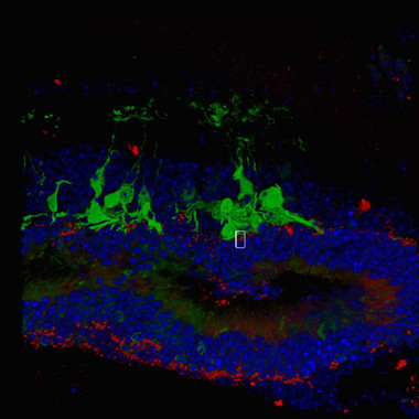 <p>Integración sináptica de la retina de los ratones. Observación 3D del contacto entre las células bipolares (verdes) y la retina (rojo). / Mandai et al./ Stem Cell Reports 2017</p>