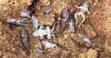 <p>Larvas y metamórficos de sapo partero común de la Serra de Estrela infectados simultáneamente por hogos quitridios y ranavirus. / Gonçalo M. Rosa</p>