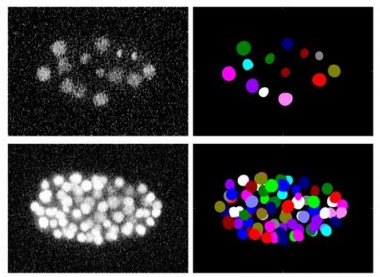 <p>Ejemplo del análisis de un vídeo sobre el desarrollo embrionario de un gusano <em>C.elengans</em>. La columna izquierda muestra las imágenes originales adquiridas con un microscopio óptico. La columna derecha, el resultado del análisis: cada círculo de color identifica a una de las células. / Cell Tracking Challenge</p>