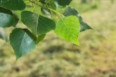<p>Han conseguido una forma de predecir los procesos fisiológicos en interior de las hojas a partir de una medida bastante utilizada por los biólogos vegetales / Pablo Álvarez Corredera</p>