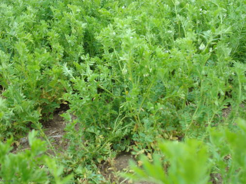 <p>La Lenteja de La Armuña (<em>Lens culinaris medikus</em>) es otra de planta de la que se pueden extraer peroxidasas. Foto: Dicyt.</p>