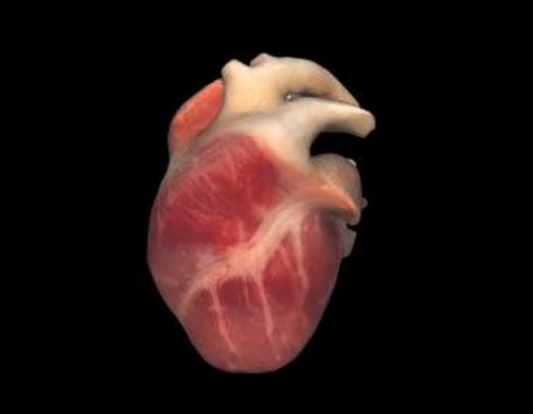 <p>La técnica se ha probado en corazones de perros. Imagen: thevirtualheart.org</p>