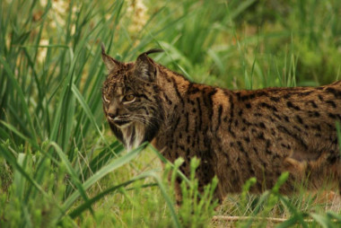 <p>Más de la mitad de los linces fallecidos en 2017 fueron atropellados / Lynxexsitu.es </p>