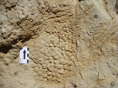 <p>Impresión en la roca de la piel del dinosaurio. / Víctor Fondevilla / UAB</p>