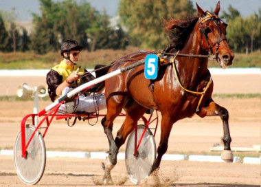 <p>Un caballo trotador en plena competición / Universidad de Córdoba</p>