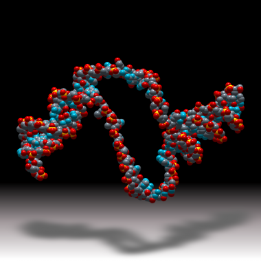 <p>Los agujeros en el interior del ADN se producen cuando las vibraciones que recorren el ADN llegan a determinadas secuencias de nucleótidos que modifican su rigidez. Aquí las ondas se amplifican por resonancia y provocan la ruptura temporal de los enlaces débiles que unen las hebras, creando hueco por el que pueden acceder las enzimas. / Mario González Jiménez et al.</p>