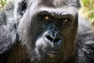 <p>Hasta finales del siglo pasado, ciencia y sociedad se mostraban escépticas a la hora de contemplar la inteligencia animal, incluso de grandes primates como este gorila. Imagen: <a href="https://www.flickr.com/photos/marfis75/" title="Ir a la galería de Martin Fisch" target="_blank">Martin Fisch</a></p>