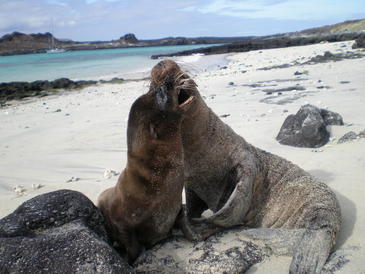 Leones marinos de las Islas Galápagos