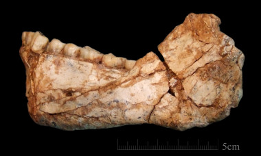 <p>Una mandíbula de <em>Homo sapiens</em> hallada en el yacimiento marroquí de Jebel Irhoud. / Jean-Jacques Hublin, MPI-EVA, Leipzig</p>