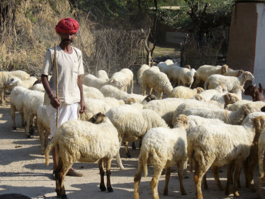 <p>Pastor en Rajasthan (India).Los medios de subsistencia de estos pastores tradicionales en esta zona requieren conocimientos ancestrales sobre el manejo de los ecosistemas semiáridos / Unai Pascual</p>