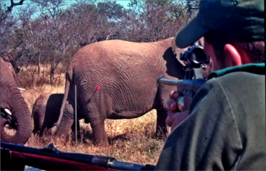 <p>Un hombre dispara una vacuna anticonceptiva a un elefante en Sudáfrica. / Centro de Ciencia y Conservación de Montana</p>