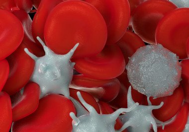 <p>Nuestro sistema inmunitario se parece a un ejército con células y señales en permanente lucha contra lo invisible. / Fotolia</p>