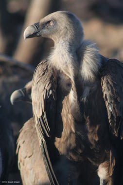 <p>Ejemplar de buitre leonado. Foto: DiCYT.</p>